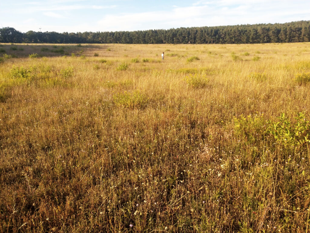 Eine Wiese mit Schafsgarben. Auf der Wiese steht etwas weiter weg eine Person mit weißem Oberteil. Im Hintergrund ist ein Waldrand zu sehen.